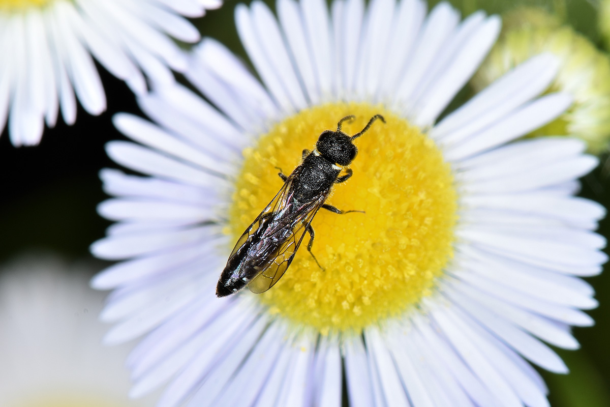 Sapygidae: Sapygina decemguttata